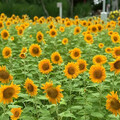 城市綠肺換夏裝 中央公園向日葵花海登場