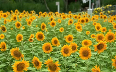 城市綠肺換夏裝 中央公園向日葵花海登場