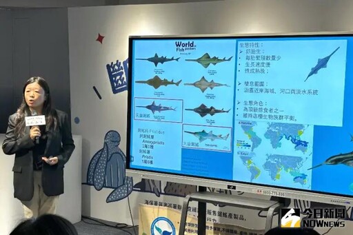 海保署與海巡署聯手查緝非法販售鋸鰩產製品