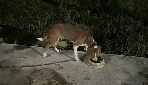 餓犬「叫餐」成功!關山警秒變外送員