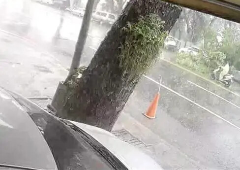 路樹傾倒!楠梓天氣突變 2車遭砸畫面曝光