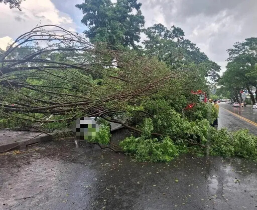 路樹傾倒!楠梓天氣突變 2車遭砸畫面曝光