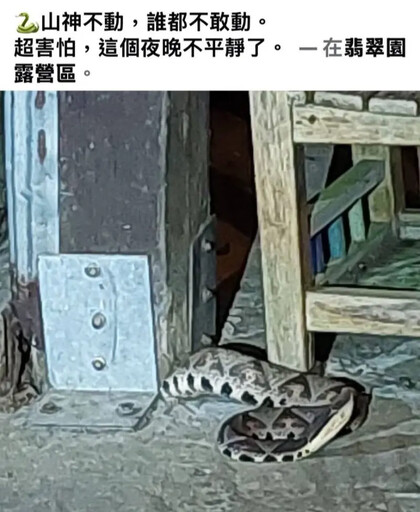 露營巧遇「山神」!夏天上山避暑別忽略蛇蹤