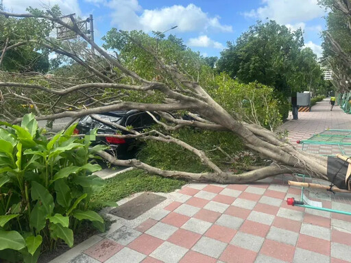 楊柳強風吹倒三重路樹 1騎士煞車不及慘摔