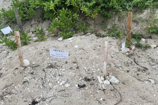 全國6處棲地傳來龜喜訊有助族群數量提升