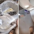 泰籍女虐鼠炫耀 10隻倉鼠慘死馬桶