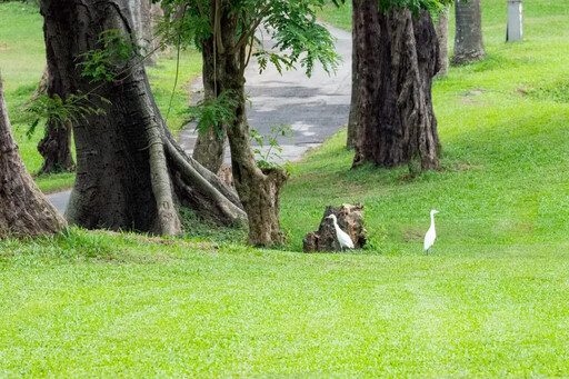 高市70公頃果嶺自然公園10月開放
