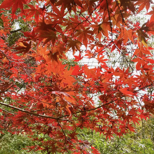 慢遊梨山賞「楓」景 一票搞定交通住宿