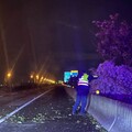 強風肆虐致路樹倒塌 北港警深夜馳援排除障礙