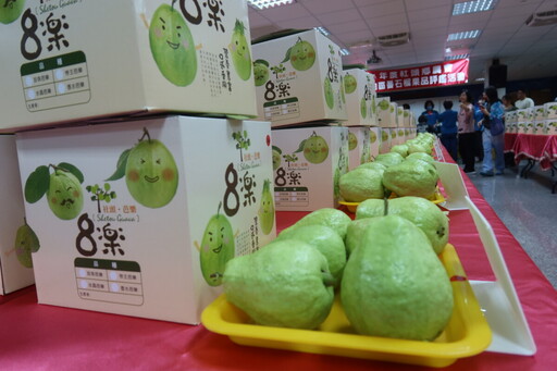 社頭鄉芭樂最甜脆!囊括個人組及團體組冠軍