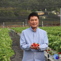 大湖草莓季來臨！ 鍾東錦臉書直播採果樂、行銷衝觀光