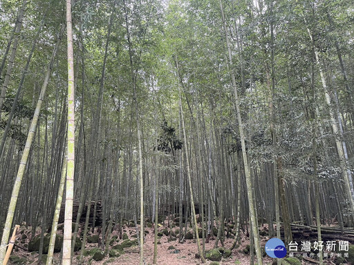 南投縣府積極尋求企業資源 支持竹林經營與固碳