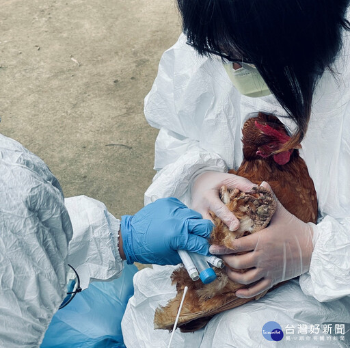 入秋後首次禽流感現蹤 桃市動保處持續加強疫病防範工作