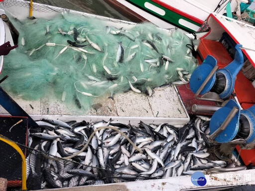新竹烏魚汛帶來永連勝號豐收 漁民籲苗縣府開放捕撈