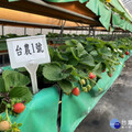 草莓溫室農試所採用數據驅動決策 生產安全果實