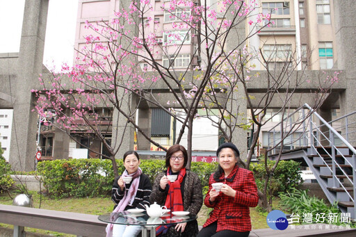 賞櫻、喝星巴克咖啡 近200位民眾參與竹市浪漫櫻花季活動