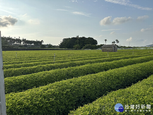 茶與咖啡對人體有益 立委與投縣府持續助農民行銷推廣