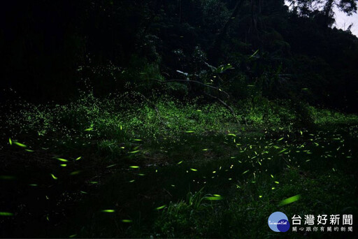留下森林夜空最美瞬間 東勢林場邀攝影大師江村雄免費教螢火蟲攝影