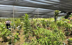2024年台灣民間藥用植物展 認識大自然的養生之道