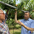 立委蔡其昌注重甲安埔農業發展 肯定徐農種植水蜜桃品質優異