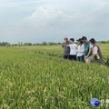 台南新市區稻熱病肆虐 陳亭妃要求啟動水稻收入保險理賠