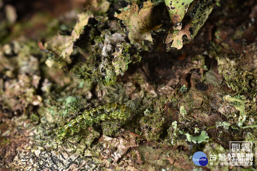 一起走進觀霧苔蘚國度 觀霧森林遊樂區「探蘚」招募中