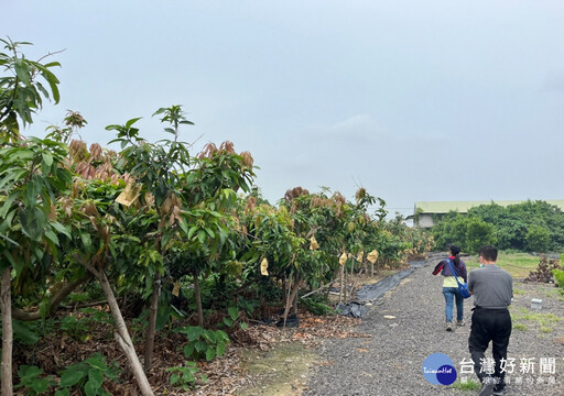 低溫影響改良種芒果著果率 嘉市即起受理申請救助