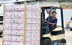 台南芒果外銷新加坡 首批700多箱封裝進櫃
