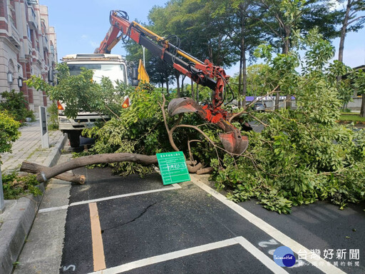 南市府颱風前移除高風險樹木 專業護樹與民眾安全並重