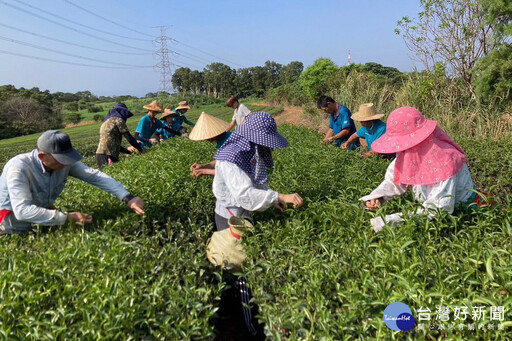 精進紅茶製造技術 蘆竹區公所舉辦蘆峰紅茶製茶技術競賽