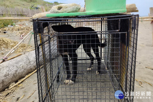 遊蕩犬隻危及許厝港濕地水鳥生態 桃市動保處派員駐點搜捕