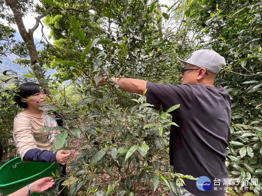 活絡山村綠色經濟 林保署南投分署攜手仁愛鄉賽德克族共管會齊心努力