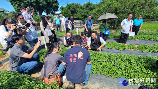 桃園推動環保農膜示範區 蘇俊賓力推環境友善仙草節