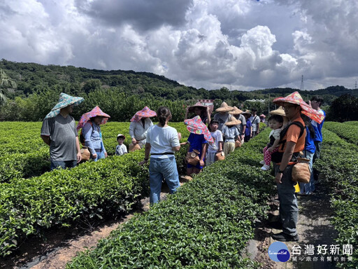 茶香飄飄製茶趣 新埔社福中心親子活動樂無窮