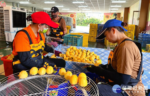 秋冬限定美味 番路鄉農會柿餅加工坊開工