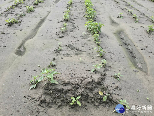 豪雨衝擊台南胡麻栽培 10/9至10/18受理現金救助申請