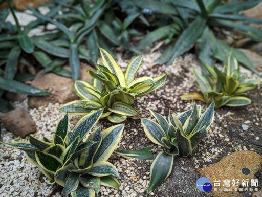 典藏植物園秋季必看 虎尾蘭替你吸走髒空氣