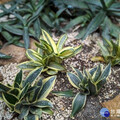 典藏植物園秋季必看 虎尾蘭替你吸走髒空氣