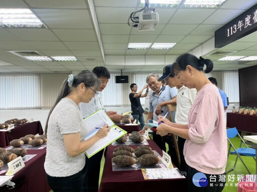 臺中市優質芋頭評鑑 大安區黃至青榮獲冠軍