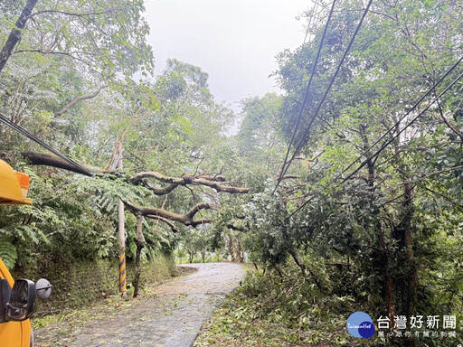 三峽山區樹倒遇蜂窩搶修難 台電北西區處力拚復電