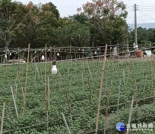 連遭颱風侵襲夜照菊花燈泡被吹壞 議員劉淑芳為花農請命