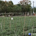 連遭颱風侵襲夜照菊花燈泡被吹壞 議員劉淑芳為花農請命