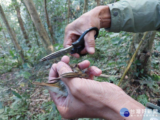 北風起候鳥徙 林業署呼籲民眾勿架鳥網