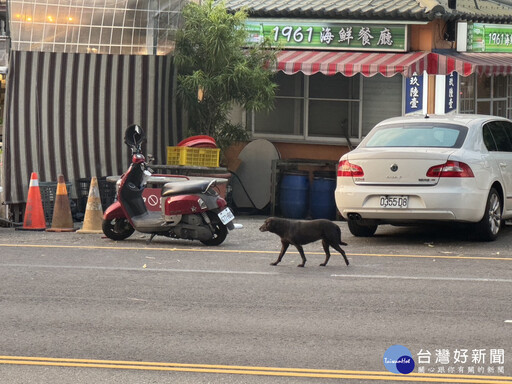 嘉義市7旬婦遭「浪浪」追擊骨折 議員籲提高TNVR量能