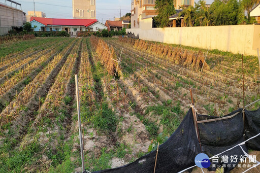 打響胡麻產品商譽 佳里農會11/16辦胡麻香產業文化活動