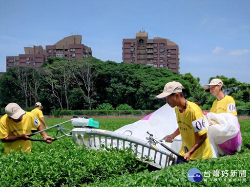 全國製茶技術賽 新北囊括冠亞季軍市政會議獻獎