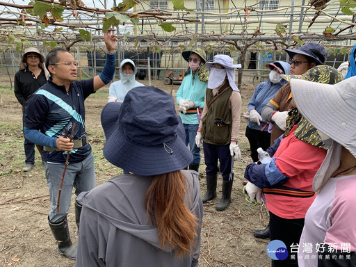 農業人力團葡萄專業訓練 舒緩葡萄產業缺工需求好給力