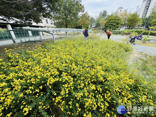 感受原生植物自然魅力 新竹油菊花海盛放將軍村