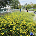 感受原生植物自然魅力 新竹油菊花海盛放將軍村