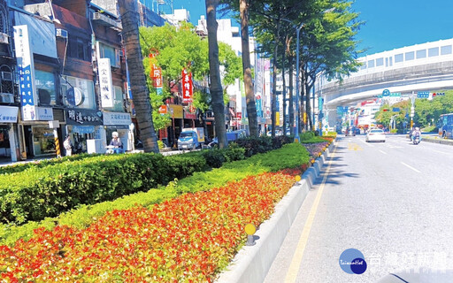 板橋市容妝點迎節慶 分隔島新植紅花綠葉四季秋海棠